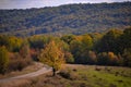 A tree with very yellow autumn leaves in a sunny day in the middle of wilderness