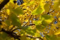 Tree with vibrant yellow leaves on twigs on blue sky background. Blurred leaves on foreground. Tints of yellow, orange and green.