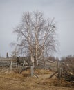 Tree in village