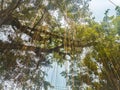 Tree with vines looking up