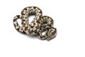 The tree viper boa isolated on white background Royalty Free Stock Photo