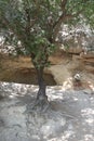 Tree with Visible Roots over a Natural Cave Royalty Free Stock Photo