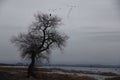 Migratory Bird Formation over Tree Silhouette Royalty Free Stock Photo