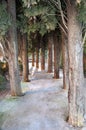 Tree walk inside the alhambra complex in granada, spain