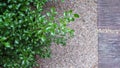 Tree beside walkway of pattern concrete for pathway