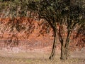 Tree in the Wall