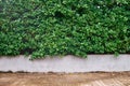 Tree wall beside the Road. Garden wall for background Royalty Free Stock Photo