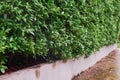 Tree wall beside the Road. Garden wall for background Royalty Free Stock Photo