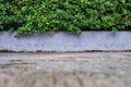 Tree wall beside the Road. Garden wall for background Royalty Free Stock Photo