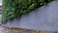 Tree wall beside the Road. Garden wall for background Royalty Free Stock Photo