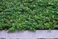 Tree wall beside the Road. Garden wall for background Royalty Free Stock Photo