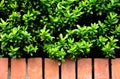 Tree wall on beside the Road. vertical garden wall. Royalty Free Stock Photo