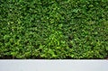 Tree wall on beside the Road. vertical garden wall Royalty Free Stock Photo