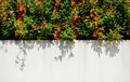 Tree wall on beside the Road. vertical garden wall Royalty Free Stock Photo