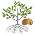 Tree of a walnut with roots and ripe fruits on a white background. Royalty Free Stock Photo