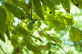 Tree of walnuts. Green leaves background Royalty Free Stock Photo