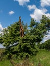 A tree that was broken in the middle of the field Royalty Free Stock Photo