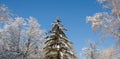 Tree was covered with snow against the background of birches and Royalty Free Stock Photo