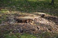 The tree was felled, the stump remained