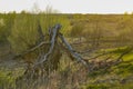 A tree that was struck by lightning in a severe spring storm Royalty Free Stock Photo