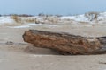 Tree washed out of the sea lying on the sandy shore of the Baltic sea