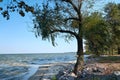 Lonely tree on the sandy beach of the Dnieper River.