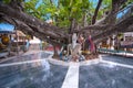 Tree in Wat Phra Yai temple,Koh Samui,Thailand Royalty Free Stock Photo