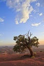 A Tree watching the view in Utah. Royalty Free Stock Photo