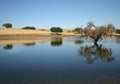 Tree in the water