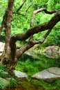 Tree and water