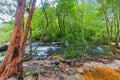 Tree and water