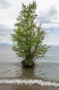 Tree in water