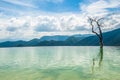 Tree in the water in Hierve el Agua, natural rock formations in the Mexican state of Oaxaca Royalty Free Stock Photo