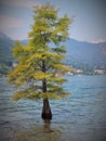 Tree in the water of Lago Maggiore in the Italian Alps Royalty Free Stock Photo