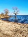 The tree is in the water.The lake flooded the Bank with a tree.The lake in the spring. Sandy beach Royalty Free Stock Photo
