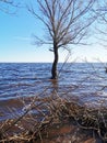The tree is in the water.The lake flooded the Bank with a tree.The lake in the spring. Sandy beach Royalty Free Stock Photo
