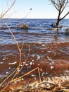 The tree is in the water.The lake flooded the Bank with a tree.The lake in the spring. Sandy beach Royalty Free Stock Photo