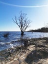 The tree is in the water.The lake flooded the Bank with a tree.The lake in the spring. Sandy beach Royalty Free Stock Photo
