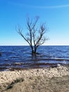 The tree is in the water.The lake flooded the Bank with a tree.The lake in the spring. Sandy beach Royalty Free Stock Photo