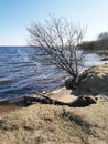 The tree is in the water.The lake flooded the Bank with a tree.The lake in the spring. Sandy beach Royalty Free Stock Photo