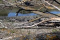 Dry dead tree lies on the river bank Royalty Free Stock Photo