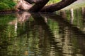 Tree in the water, soft focus