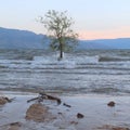 Tree in water with splashing waves on tree trunk Royalty Free Stock Photo