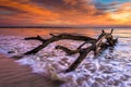 Tree and waves in the Atlantic Ocean at sunrise at Driftwood Beach, Jekyll Island, Georgia. Royalty Free Stock Photo