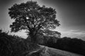 Twilight, tree and way in the dark