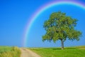 Tree on a way with a rainbow Royalty Free Stock Photo