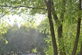 Tree weeping willow with sun and rain