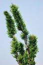 A tree with weird canopy shape Royalty Free Stock Photo