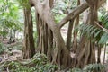 Tree in Welchman Hall Gully in Barbados. Caribbean Sea Island Royalty Free Stock Photo