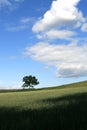 Tree in Wheat Field Royalty Free Stock Photo